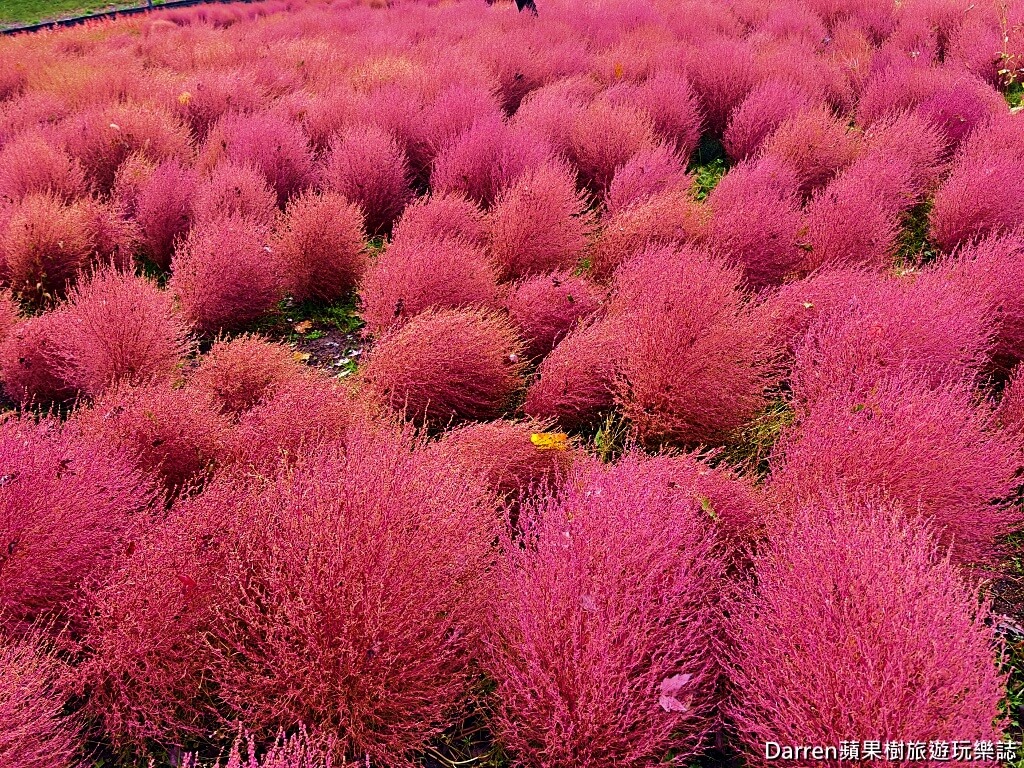 由仁花園,北海道景點,波波草,Yuni Garden