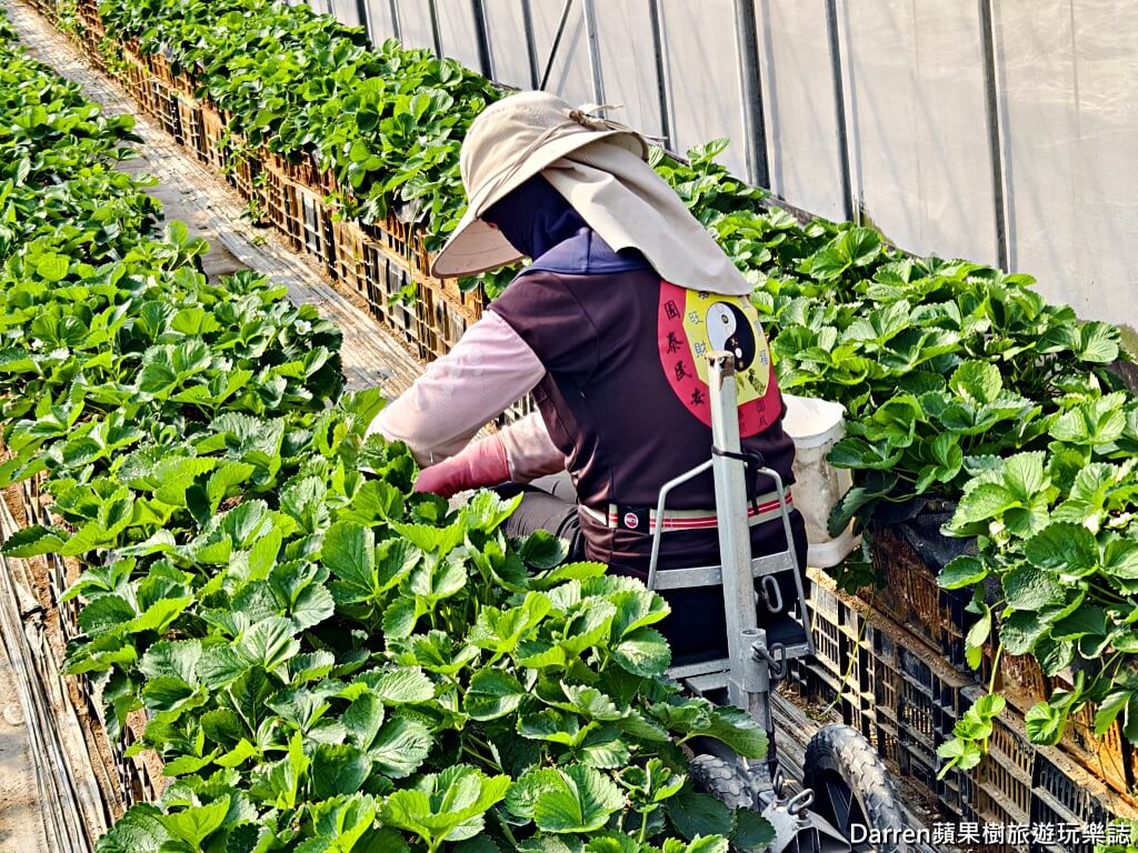 桃園草莓懶人包,桃園採草莓,中壢草莓農場,桃園親子採草莓推薦,中壢高架草莓農場,桃園智慧農業草莓,桃園草莓季景點,桃園草莓DIY體驗