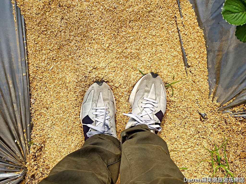 桃園草莓懶人包,桃園採草莓,中壢草莓農場,桃園親子採草莓推薦,中壢高架草莓農場,桃園智慧農業草莓,桃園草莓季景點,桃園草莓DIY體驗