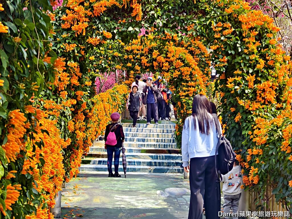 鶯歌永吉公園,永吉公園炮仗花隧道,鶯歌景點,鶯歌炮仗花,新北親子公園
