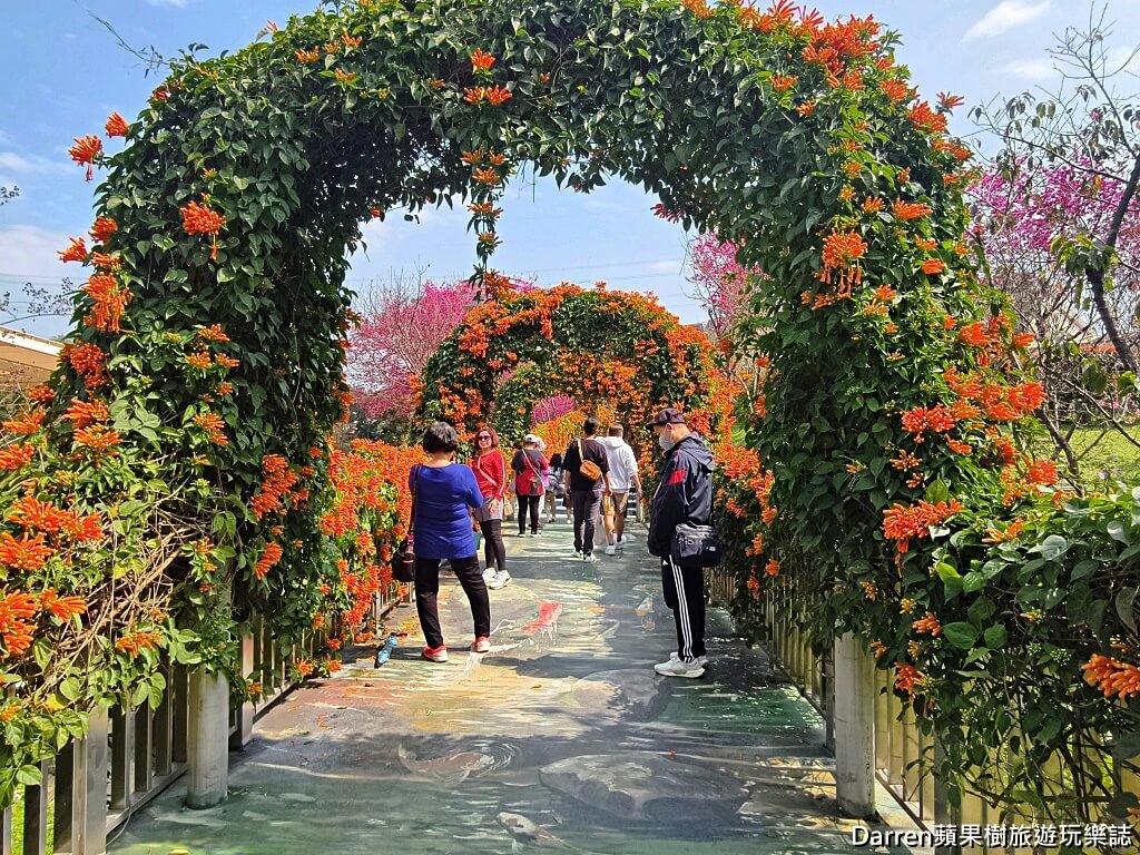 鶯歌永吉公園,永吉公園炮仗花隧道,鶯歌景點,鶯歌炮仗花,新北親子公園