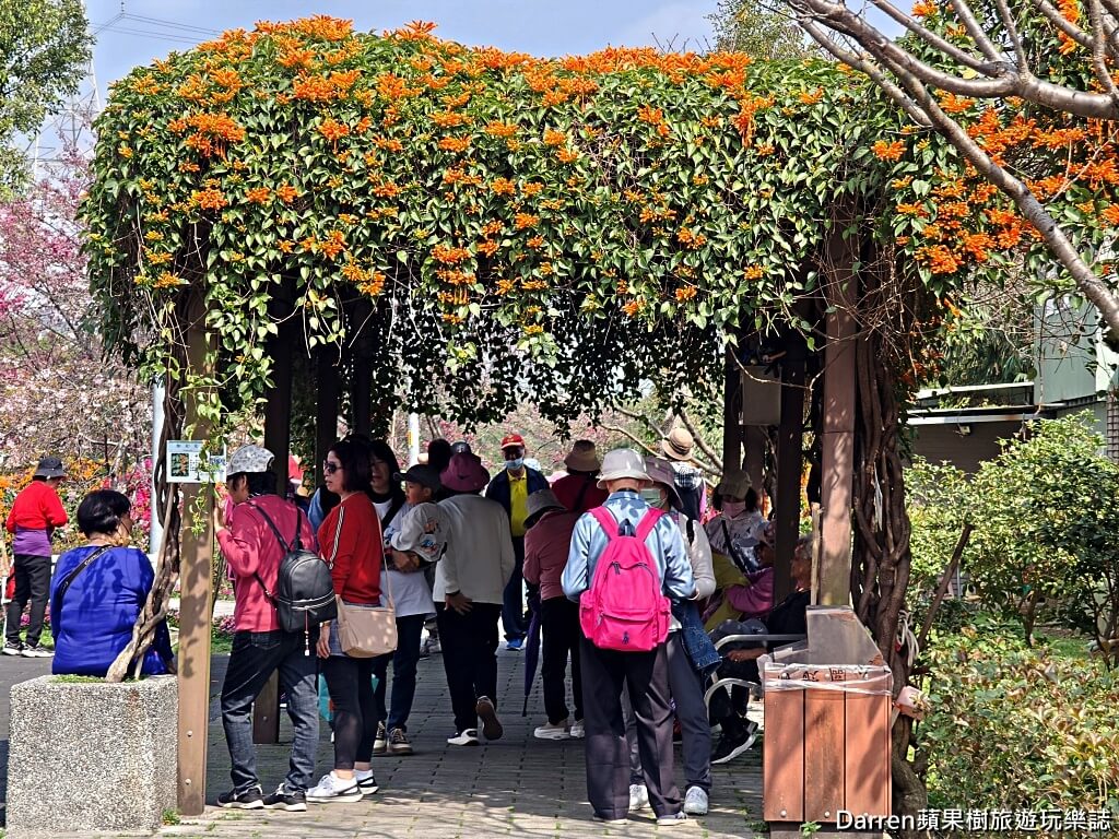 鶯歌永吉公園,永吉公園炮仗花隧道,鶯歌景點,鶯歌炮仗花,新北親子公園