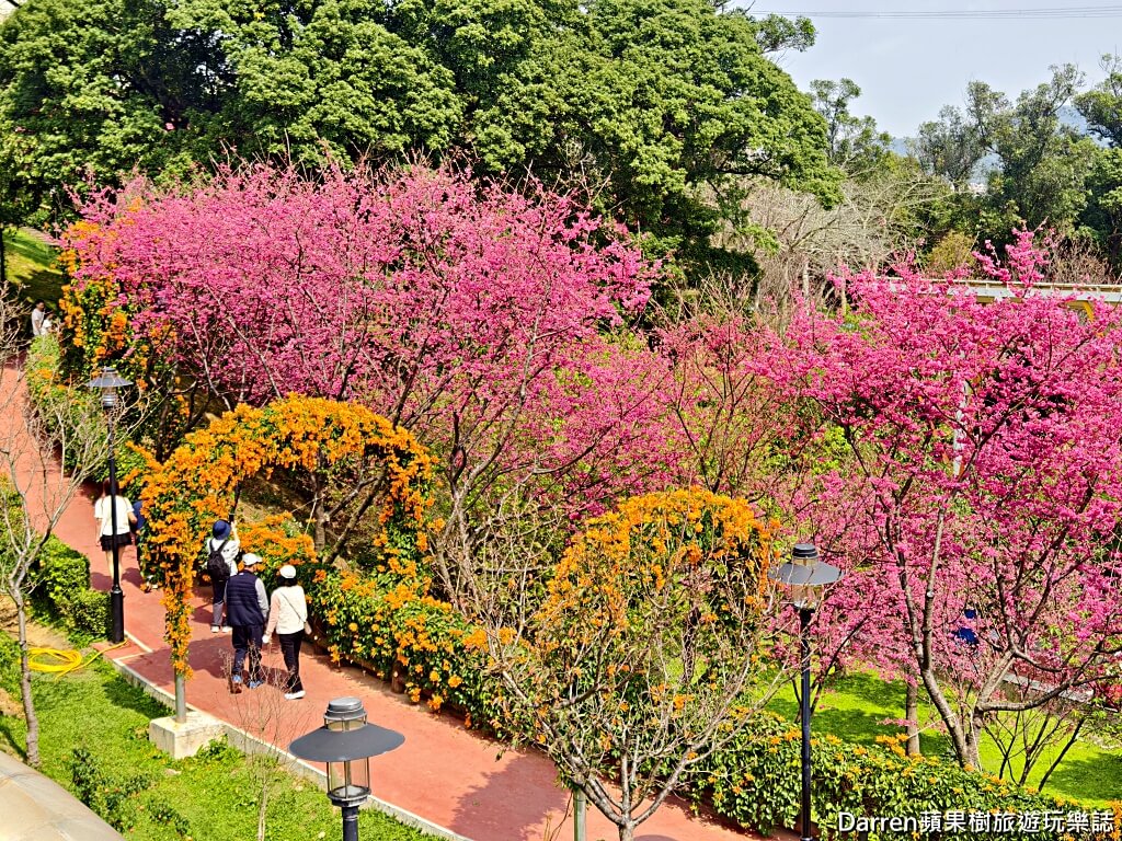 鶯歌永吉公園,永吉公園炮仗花隧道,鶯歌景點,鶯歌炮仗花,新北親子公園