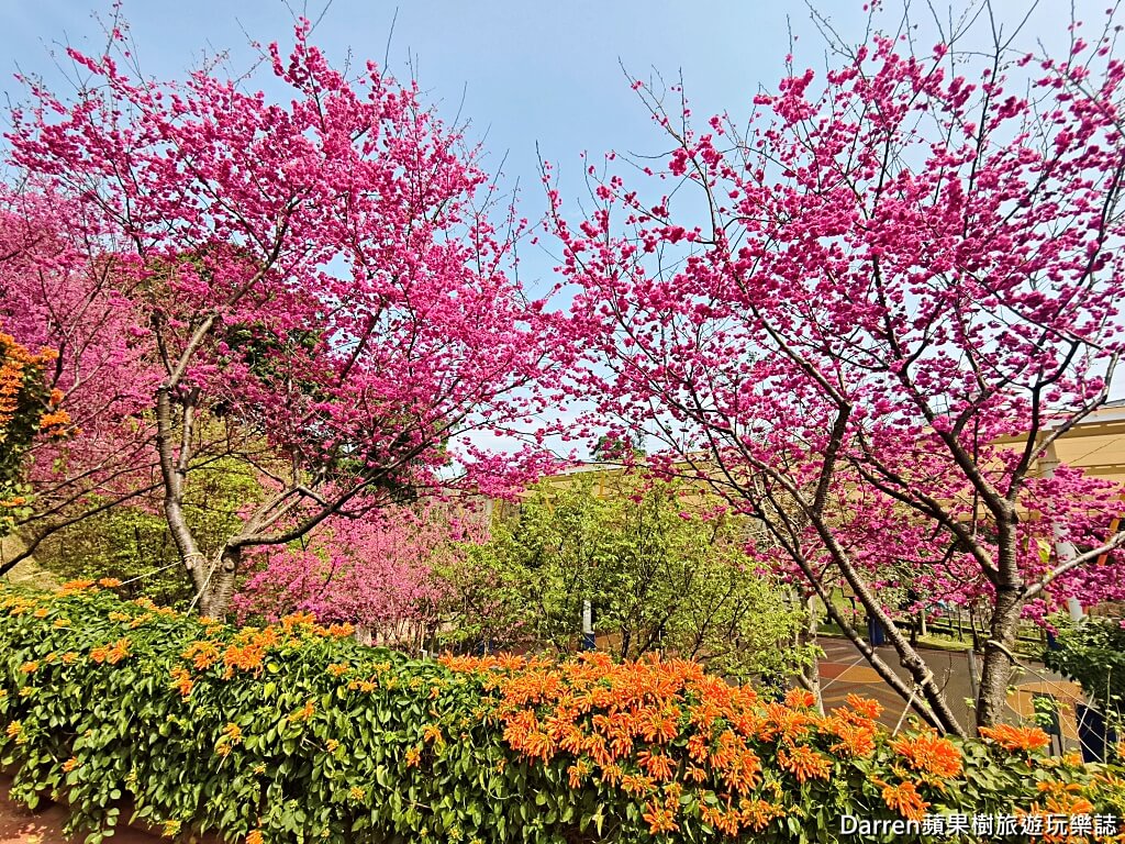 鶯歌永吉公園,永吉公園炮仗花隧道,鶯歌景點,鶯歌炮仗花,新北親子公園