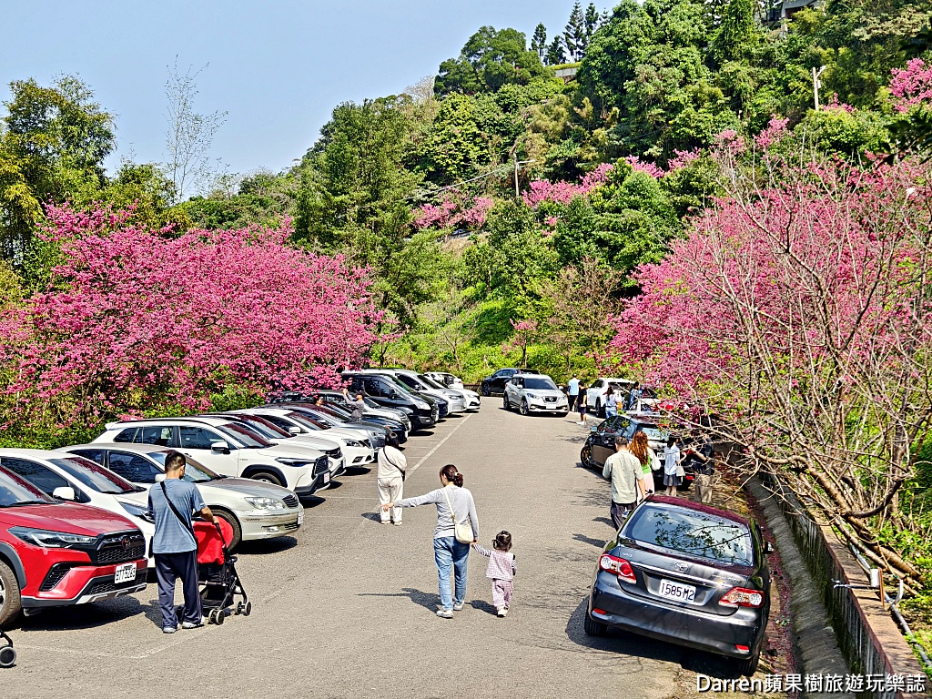 桃園龜山賞櫻,元德寶宮櫻花,龜山櫻花秘境,桃園賞櫻景點,八重櫻花況,桃園免費賞櫻景點