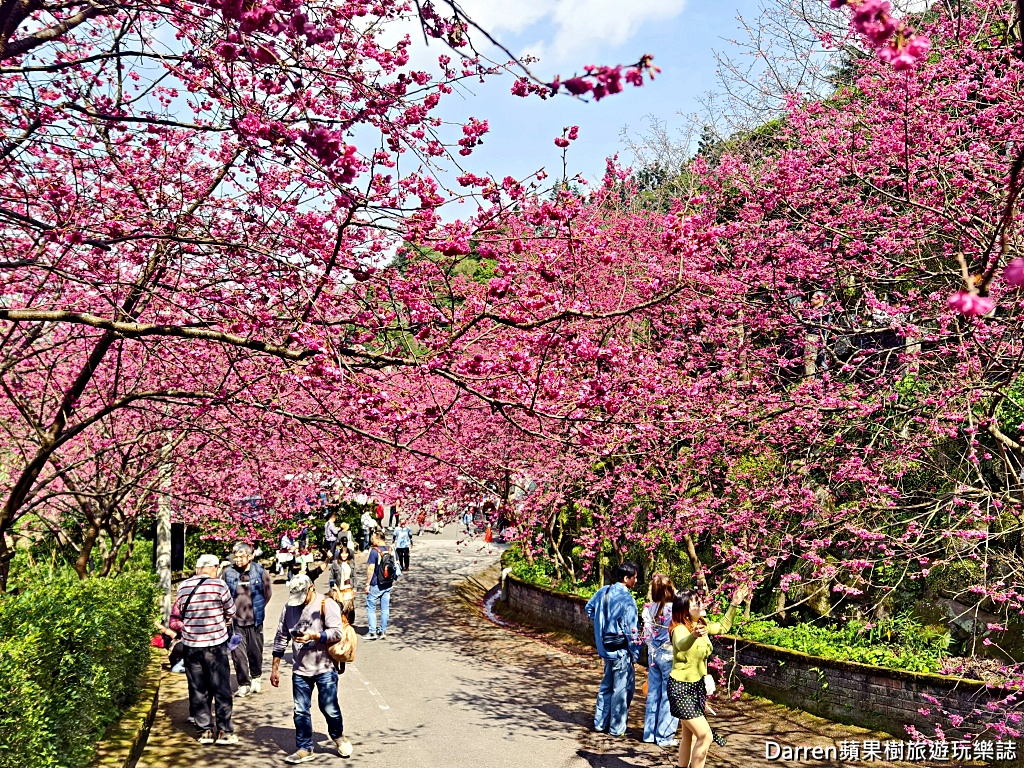 桃園龜山賞櫻,元德寶宮櫻花,龜山櫻花秘境,桃園賞櫻景點,八重櫻花況,桃園免費賞櫻景點