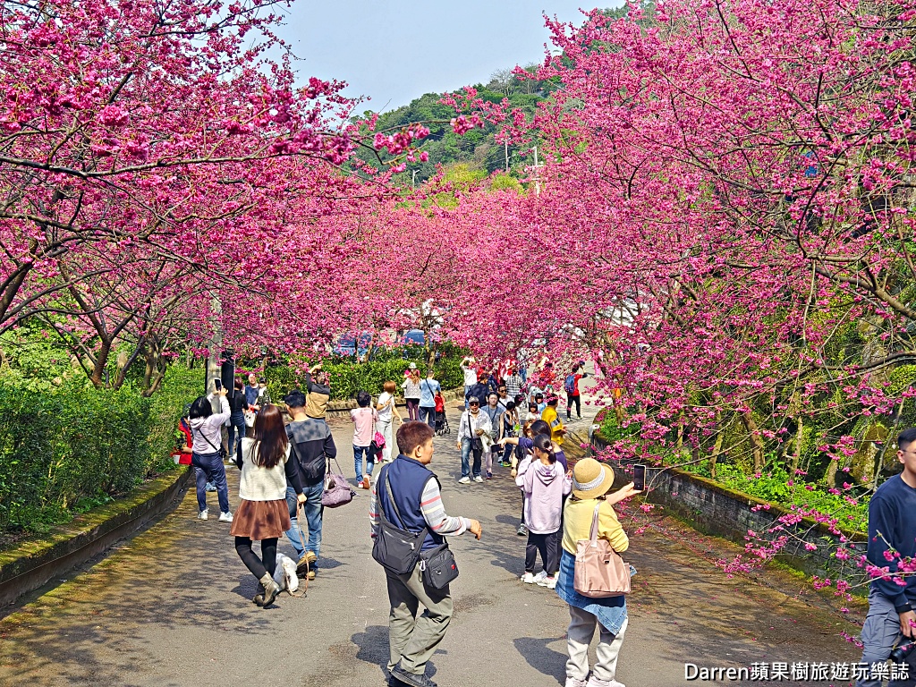 桃園龜山賞櫻,元德寶宮櫻花,龜山櫻花秘境,桃園賞櫻景點,八重櫻花況,桃園免費賞櫻景點