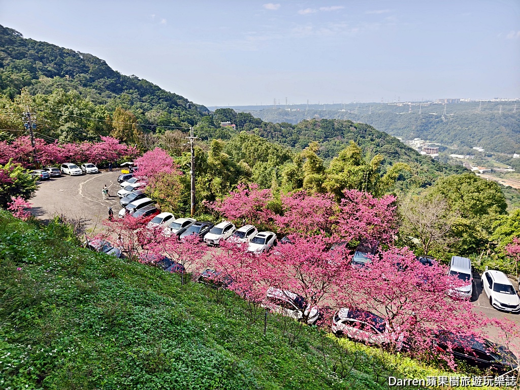 桃園龜山賞櫻,元德寶宮櫻花,龜山櫻花秘境,桃園賞櫻景點,八重櫻花況,桃園免費賞櫻景點