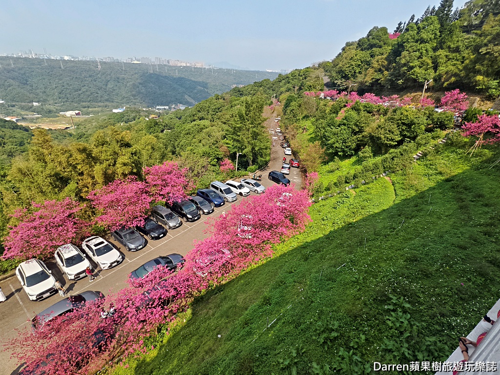 桃園龜山賞櫻,元德寶宮櫻花,龜山櫻花秘境,桃園賞櫻景點,八重櫻花況,桃園免費賞櫻景點