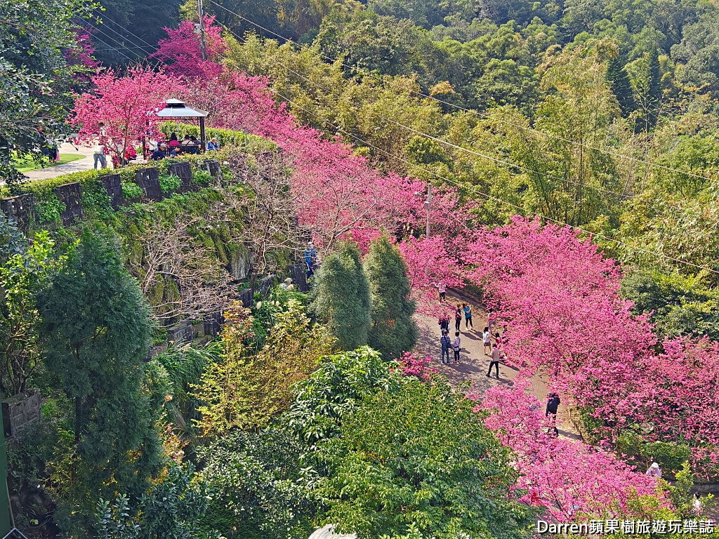 桃園龜山賞櫻,元德寶宮櫻花,龜山櫻花秘境,桃園賞櫻景點,八重櫻花況,桃園免費賞櫻景點