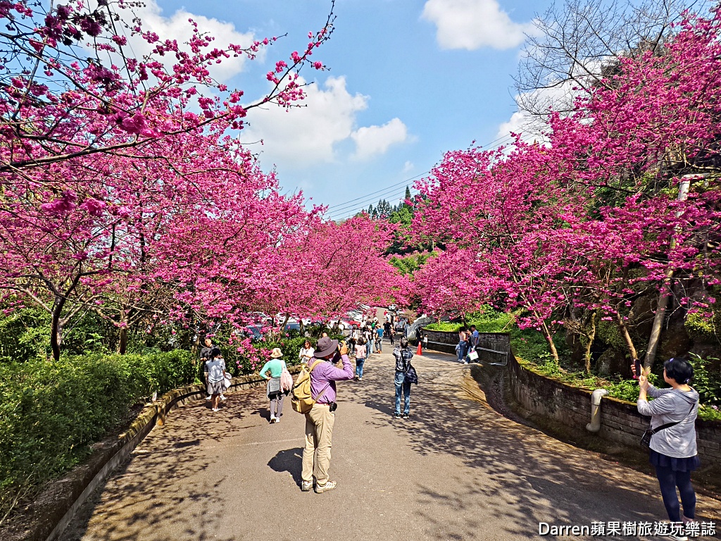 桃園龜山賞櫻,元德寶宮櫻花,龜山櫻花秘境,桃園賞櫻景點,八重櫻花況,桃園免費賞櫻景點