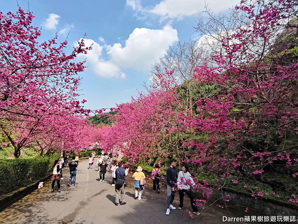 桃園龜山賞櫻,元德寶宮櫻花,龜山櫻花秘境,桃園賞櫻景點,八重櫻花況,桃園免費賞櫻景點