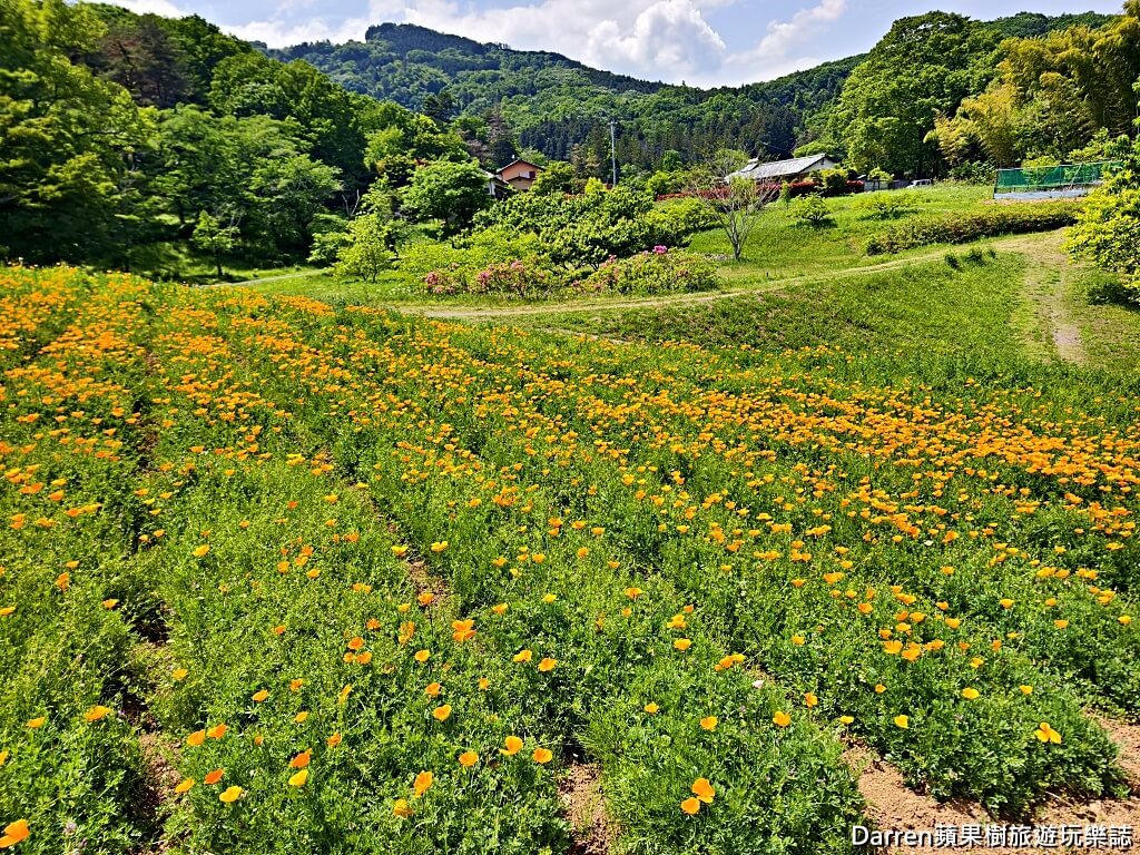 長瀞花の里,長瀞花菱草園,埼玉景點,長瀞景點,日本賞花景點,埼玉賞花,長瀞花海,花菱草園,日本花海景點,秩父景點,長瀞一日遊,長瀞自由行,長瀞站景點,加州罌粟花,日本初夏景點,日本花季推薦