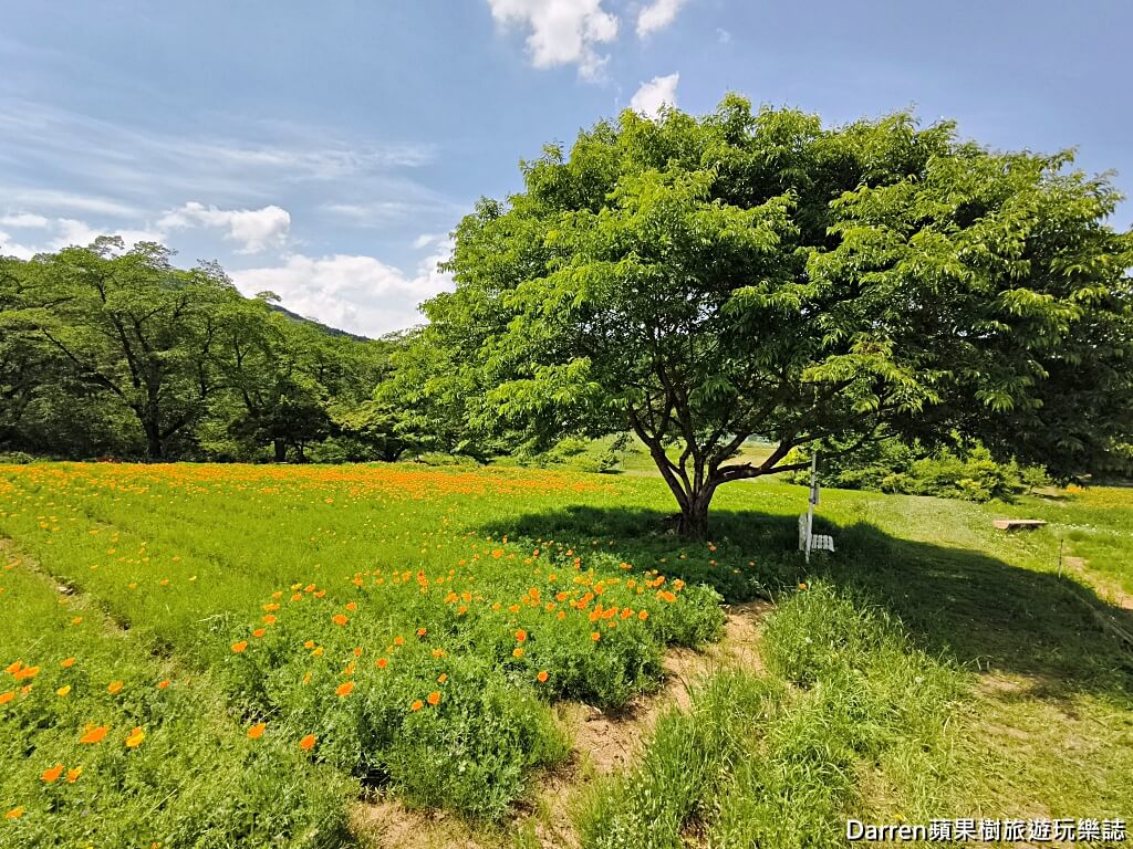 長瀞花の里,長瀞花菱草園,埼玉景點,長瀞景點,日本賞花景點,埼玉賞花,長瀞花海,花菱草園,日本花海景點,秩父景點,長瀞一日遊,長瀞自由行,長瀞站景點,加州罌粟花,日本初夏景點,日本花季推薦