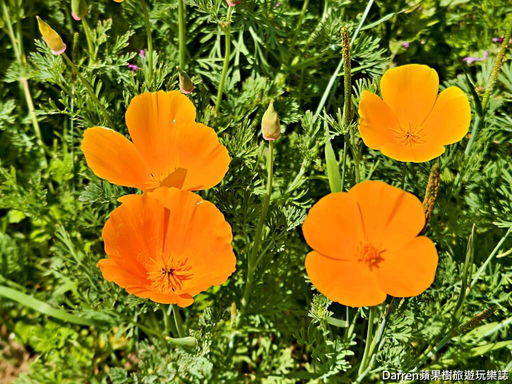 長瀞花の里,長瀞花菱草園,埼玉景點,長瀞景點,日本賞花景點,埼玉賞花,長瀞花海,花菱草園,日本花海景點,秩父景點,長瀞一日遊,長瀞自由行,長瀞站景點,加州罌粟花,日本初夏景點,日本花季推薦