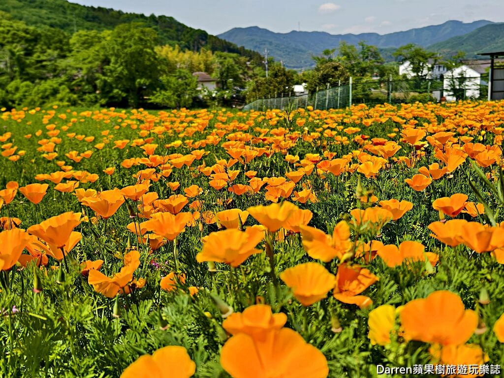 長瀞花の里,長瀞花菱草園,埼玉景點,長瀞景點,日本賞花景點,埼玉賞花,長瀞花海,花菱草園,日本花海景點,秩父景點,長瀞一日遊,長瀞自由行,長瀞站景點,加州罌粟花,日本初夏景點,日本花季推薦