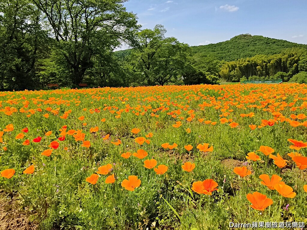 長瀞花の里,長瀞花菱草園,埼玉景點,長瀞景點,日本賞花景點,埼玉賞花,長瀞花海,花菱草園,日本花海景點,秩父景點,長瀞一日遊,長瀞自由行,長瀞站景點,加州罌粟花,日本初夏景點,日本花季推薦