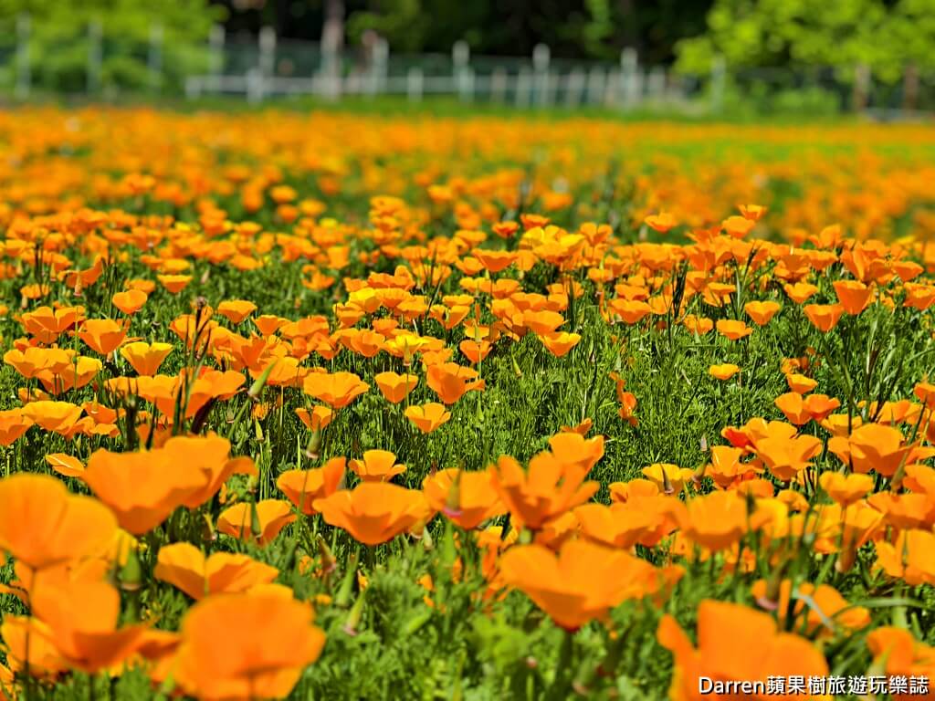 長瀞花の里,長瀞花菱草園,埼玉景點,長瀞景點,日本賞花景點,埼玉賞花,長瀞花海,花菱草園,日本花海景點,秩父景點,長瀞一日遊,長瀞自由行,長瀞站景點,加州罌粟花,日本初夏景點,日本花季推薦