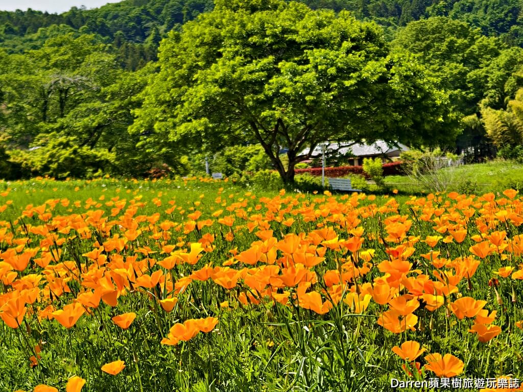 長瀞花の里,長瀞花菱草園,埼玉景點,長瀞景點,日本賞花景點,埼玉賞花,長瀞花海,花菱草園,日本花海景點,秩父景點,長瀞一日遊,長瀞自由行,長瀞站景點,加州罌粟花,日本初夏景點,日本花季推薦