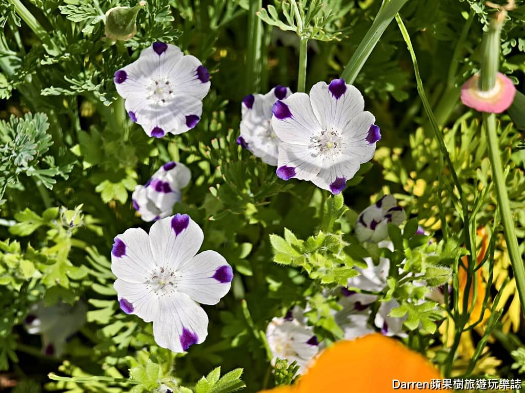 長瀞花の里,長瀞花菱草園,埼玉景點,長瀞景點,日本賞花景點,埼玉賞花,長瀞花海,花菱草園,日本花海景點,秩父景點,長瀞一日遊,長瀞自由行,長瀞站景點,加州罌粟花,日本初夏景點,日本花季推薦
