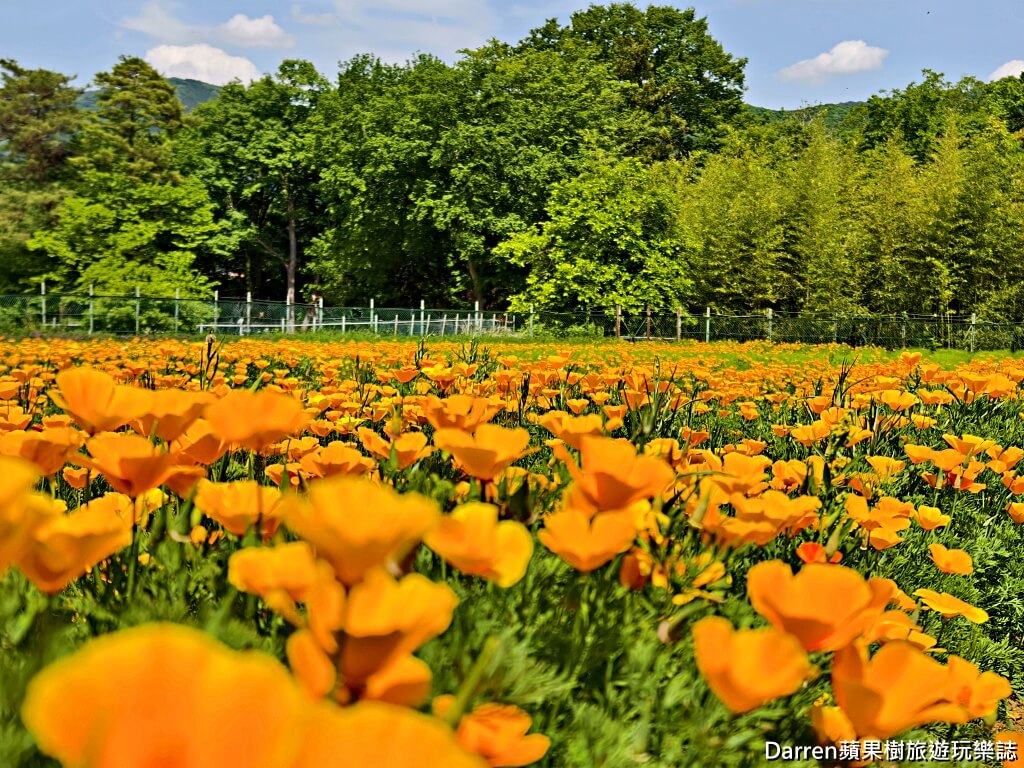 長瀞花の里,長瀞花菱草園,埼玉景點,長瀞景點,日本賞花景點,埼玉賞花,長瀞花海,花菱草園,日本花海景點,秩父景點,長瀞一日遊,長瀞自由行,長瀞站景點,加州罌粟花,日本初夏景點,日本花季推薦
