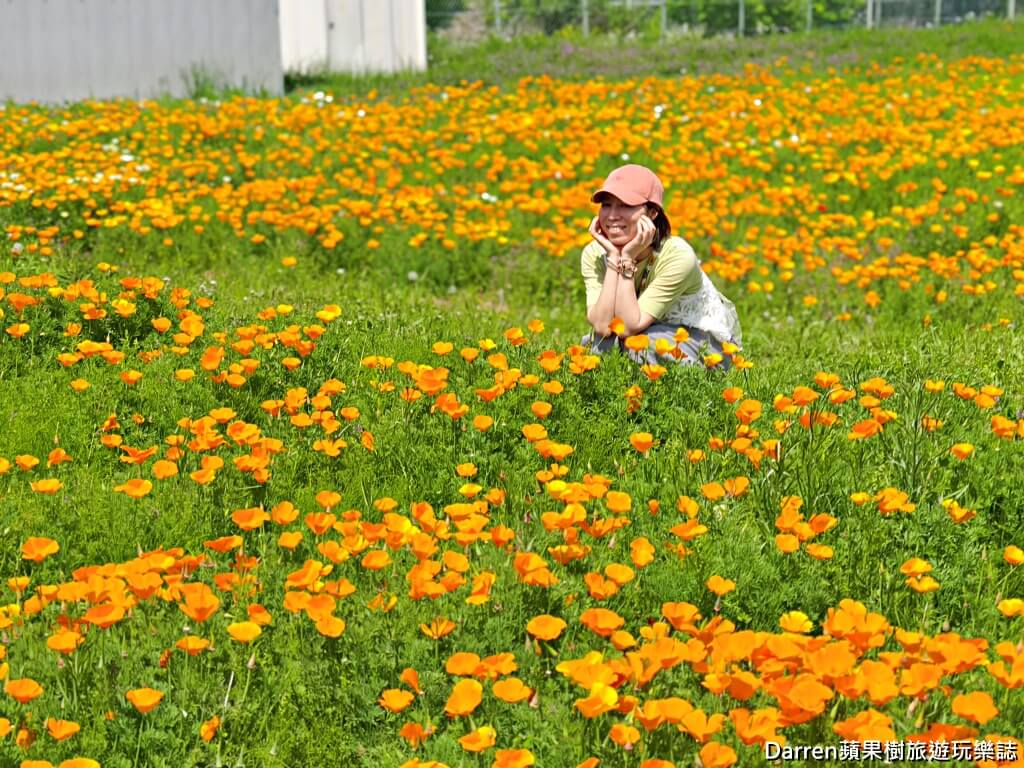 長瀞花の里,長瀞花菱草園,埼玉景點,長瀞景點,日本賞花景點,埼玉賞花,長瀞花海,花菱草園,日本花海景點,秩父景點,長瀞一日遊,長瀞自由行,長瀞站景點,加州罌粟花,日本初夏景點,日本花季推薦