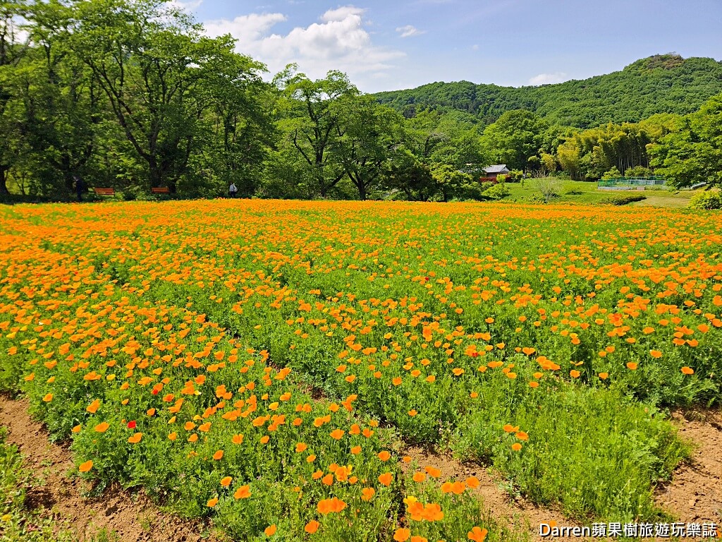 長瀞花の里,長瀞花菱草園,埼玉景點,長瀞景點,日本賞花景點,埼玉賞花,長瀞花海,花菱草園,日本花海景點,秩父景點,長瀞一日遊,長瀞自由行,長瀞站景點,加州罌粟花,日本初夏景點,日本花季推薦