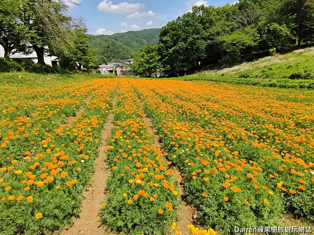 長瀞花の里,長瀞花菱草園,埼玉景點,長瀞景點,日本賞花景點,埼玉賞花,長瀞花海,花菱草園,日本花海景點,秩父景點,長瀞一日遊,長瀞自由行,長瀞站景點,加州罌粟花,日本初夏景點,日本花季推薦