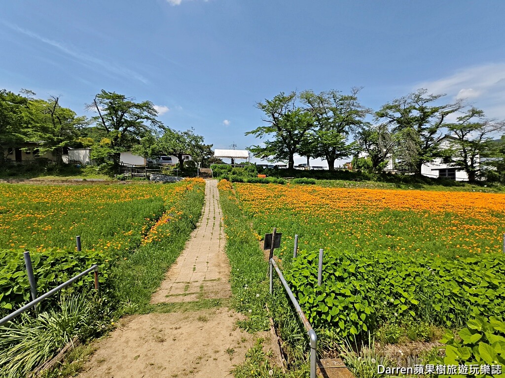 長瀞花の里,長瀞花菱草園,埼玉景點,長瀞景點,日本賞花景點,埼玉賞花,長瀞花海,花菱草園,日本花海景點,秩父景點,長瀞一日遊,長瀞自由行,長瀞站景點,加州罌粟花,日本初夏景點,日本花季推薦